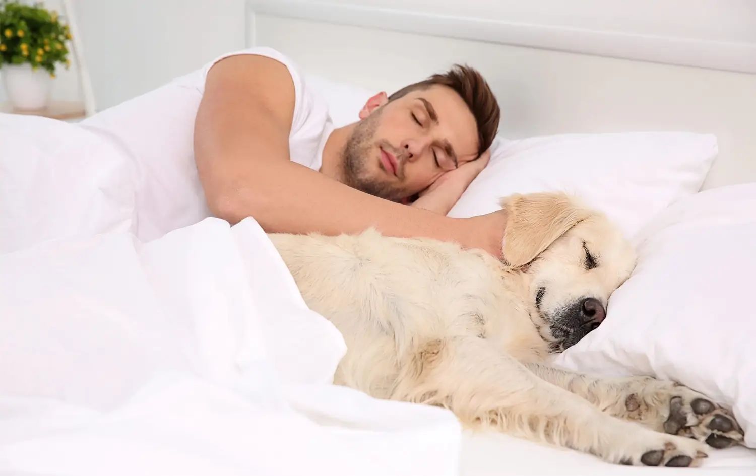 Is Your Dog Sleeping in Bed Good for You? Pros and Cons