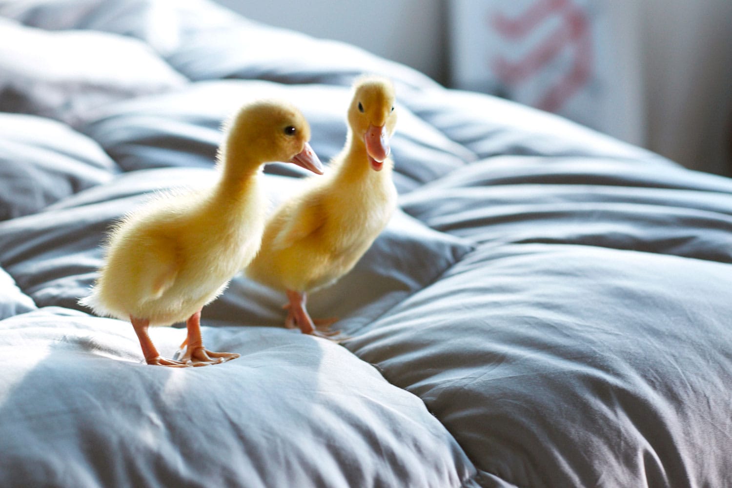 Two ducklings sitting on a gray comforter